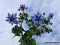 2004-0826Borage